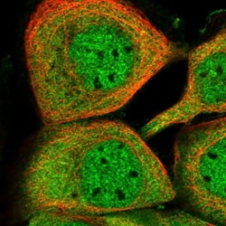 KCMF1 Antibody, Novus Biologicals 0.1mL; Unlabeled:Antibodies, Polyclonal